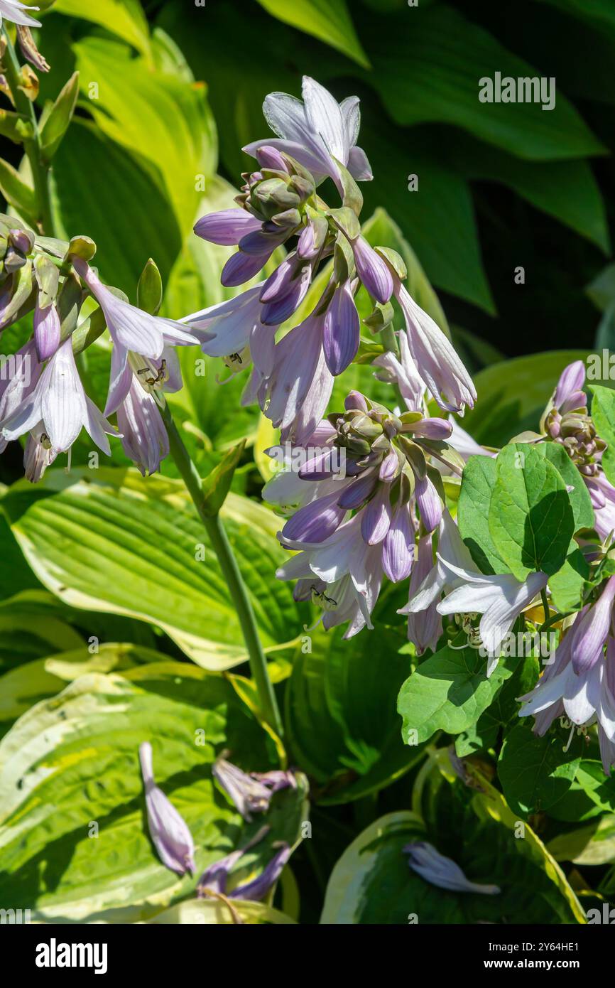 Hosta plantaginea. Plante Hosta avec de délicates fleurs violettes et de grandes feuilles vertes. Banque D'Images