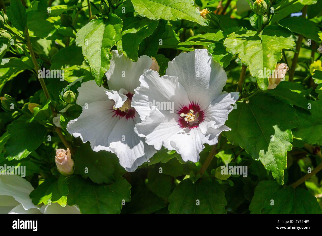 Deux fleurs tendres d'hibiscus syriacus Manuela dans une journée ensoleillée d'été. Banque D'Images