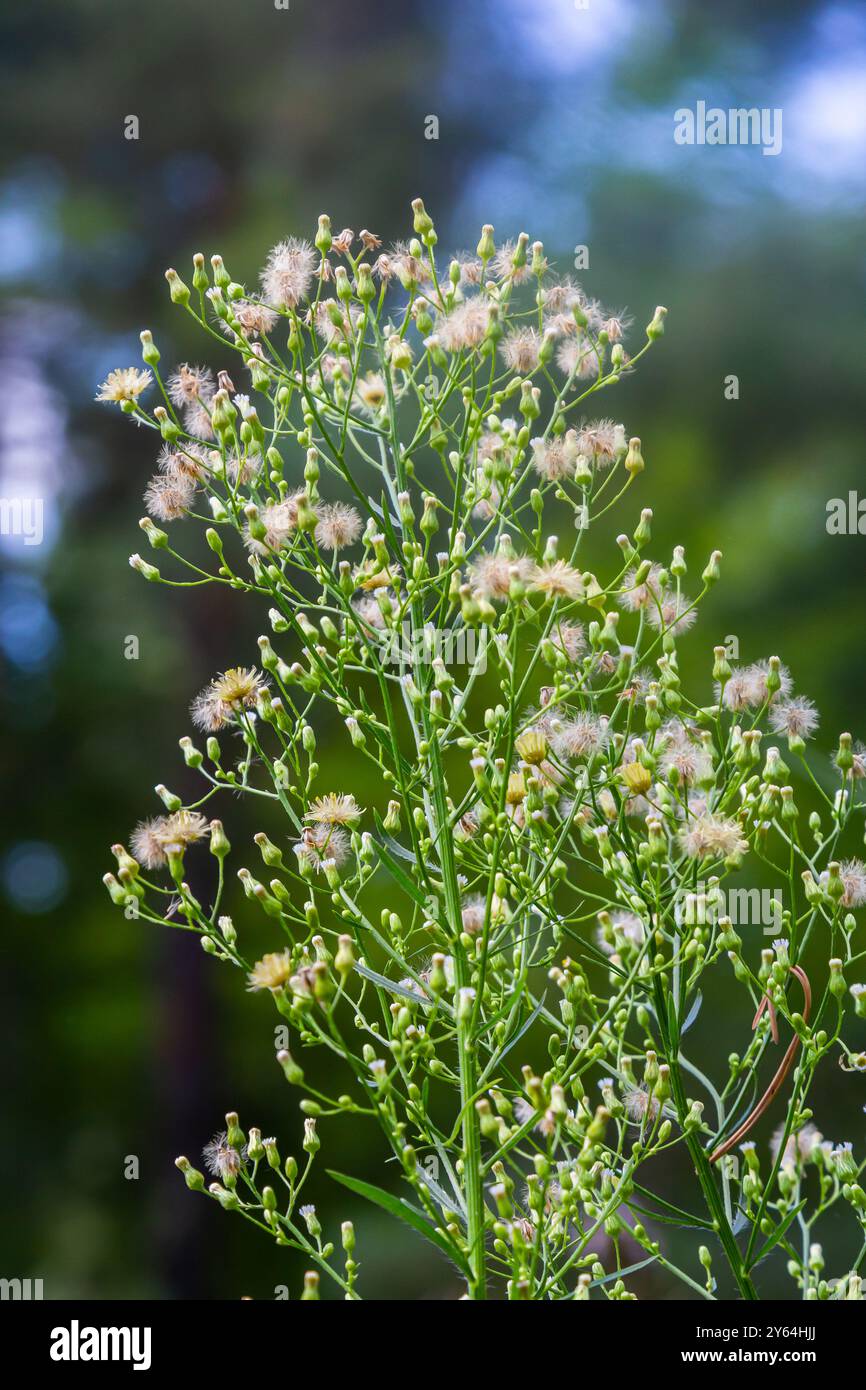 Erigeron canadensis pousse à l'état sauvage en été. Banque D'Images