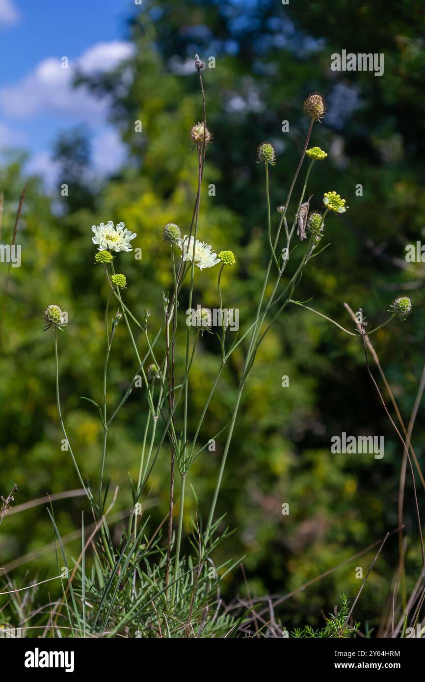 Coussin d'épingle scabieux crème, Scabiosa ochroleuca, en fleur. Banque D'Images