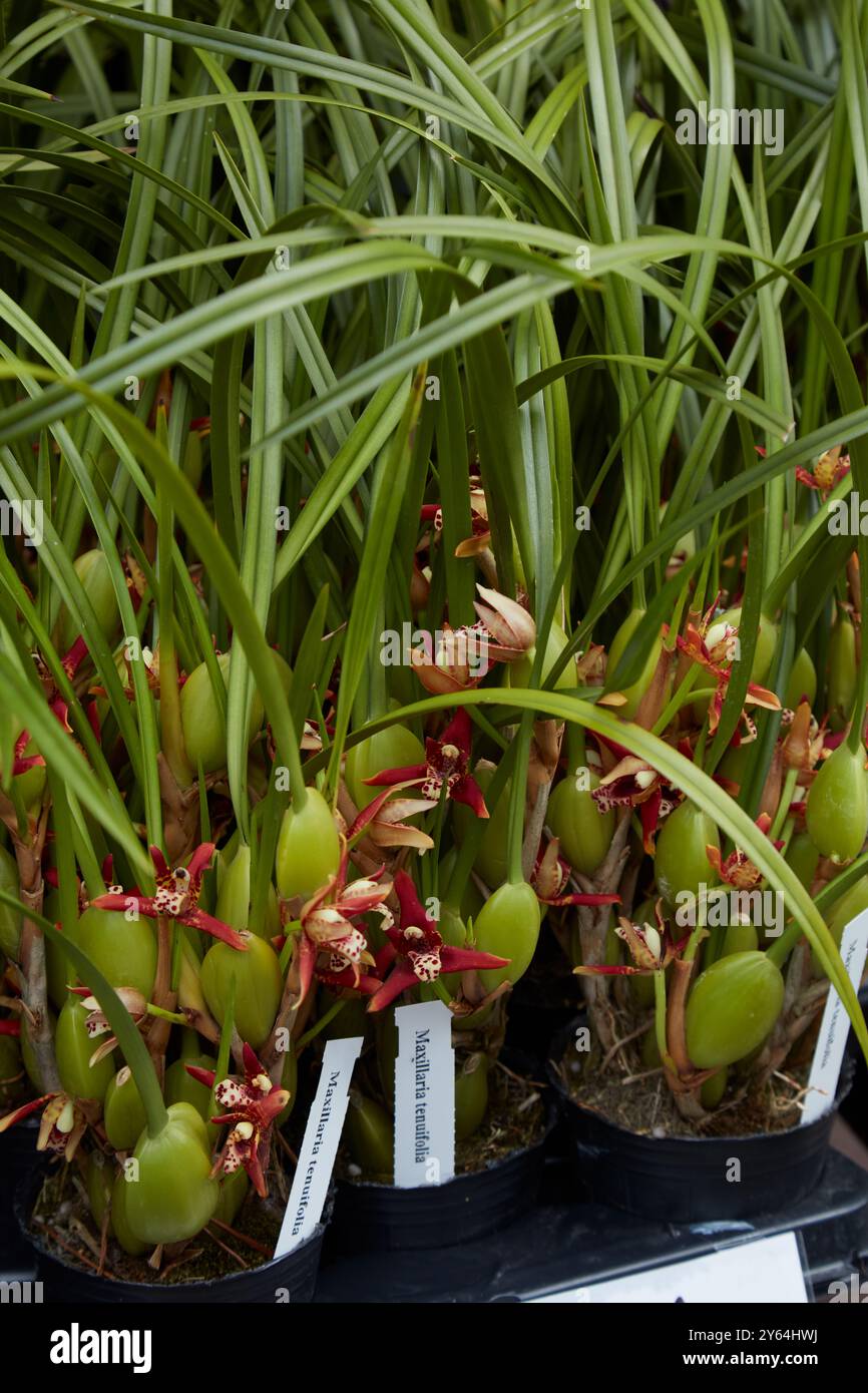 Maxillaria tenuifolia ou orchidée de tarte à la noix de coco dans des vases Banque D'Images