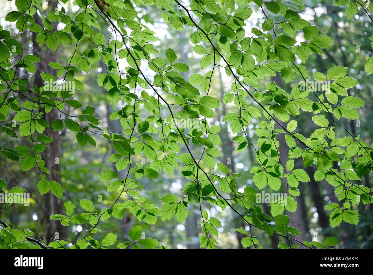 feuilles de hêtre vert vif dans un cadre boisé, norfolk, angleterre Banque D'Images