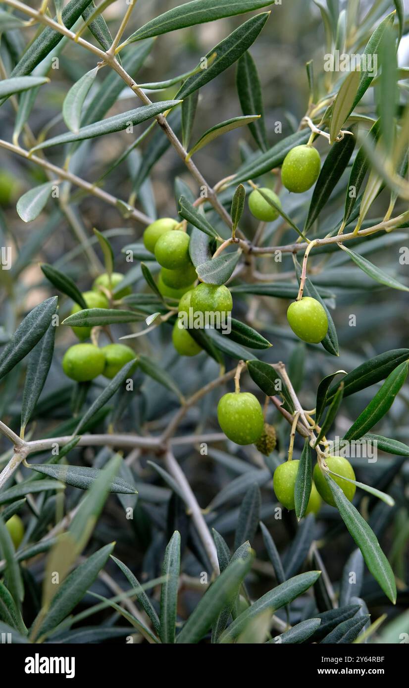 olives vertes sur l'olivier Banque D'Images