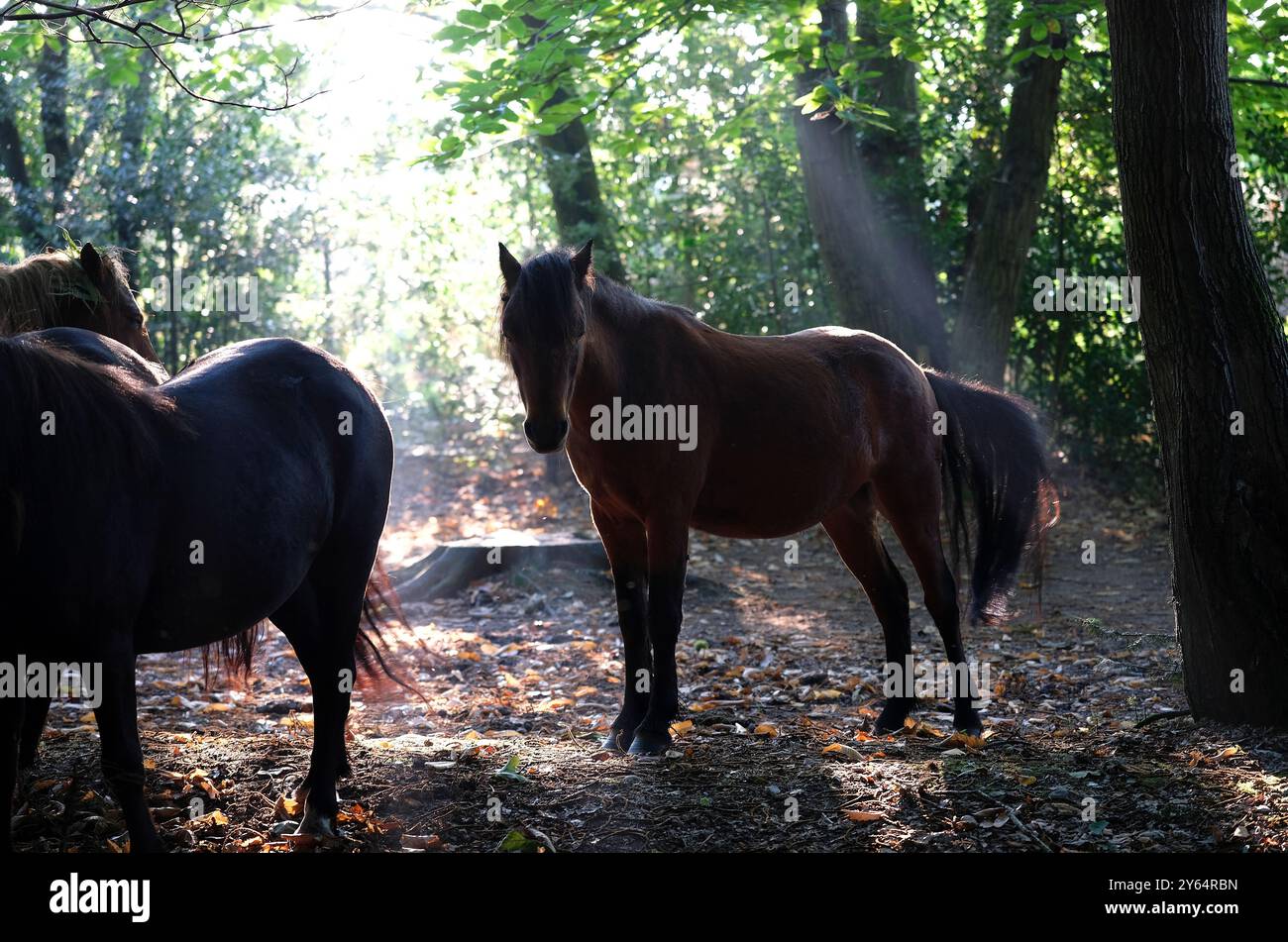 poneys dans la lumière tôt le matin, holt country park, nord du norfolk, angleterre Banque D'Images