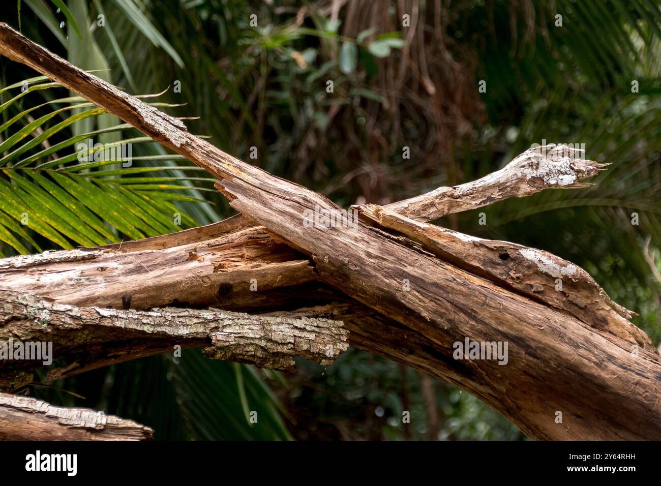Grande et lourde branche d'arbre à gomme tombée et fendue comme des éclats, dans la forêt tropicale humide subtropicale, Queensland, Australie. Un temps orageux a abattu un arbre entier. Banque D'Images