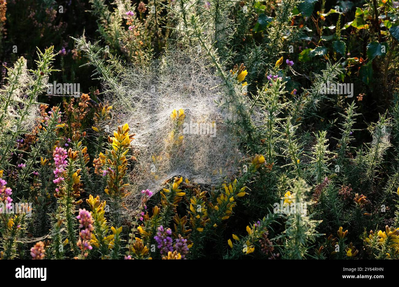 les araignées mouillées s'enchaînent sur des fleurs jaunes gorses et bruyères, norfolk, angleterre Banque D'Images