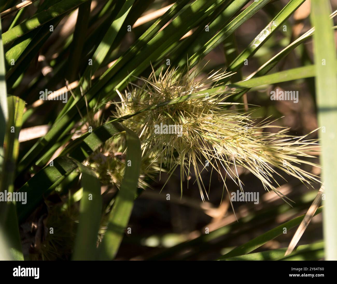 Lomandra longifolia australienne (basket Grass, Spiny-head Mat-Rush) avec des feuilles ressemblant à de l'herbe verte. Utilisé pour le contrôle de l'érosion. Bush tucker. Queensland Banque D'Images