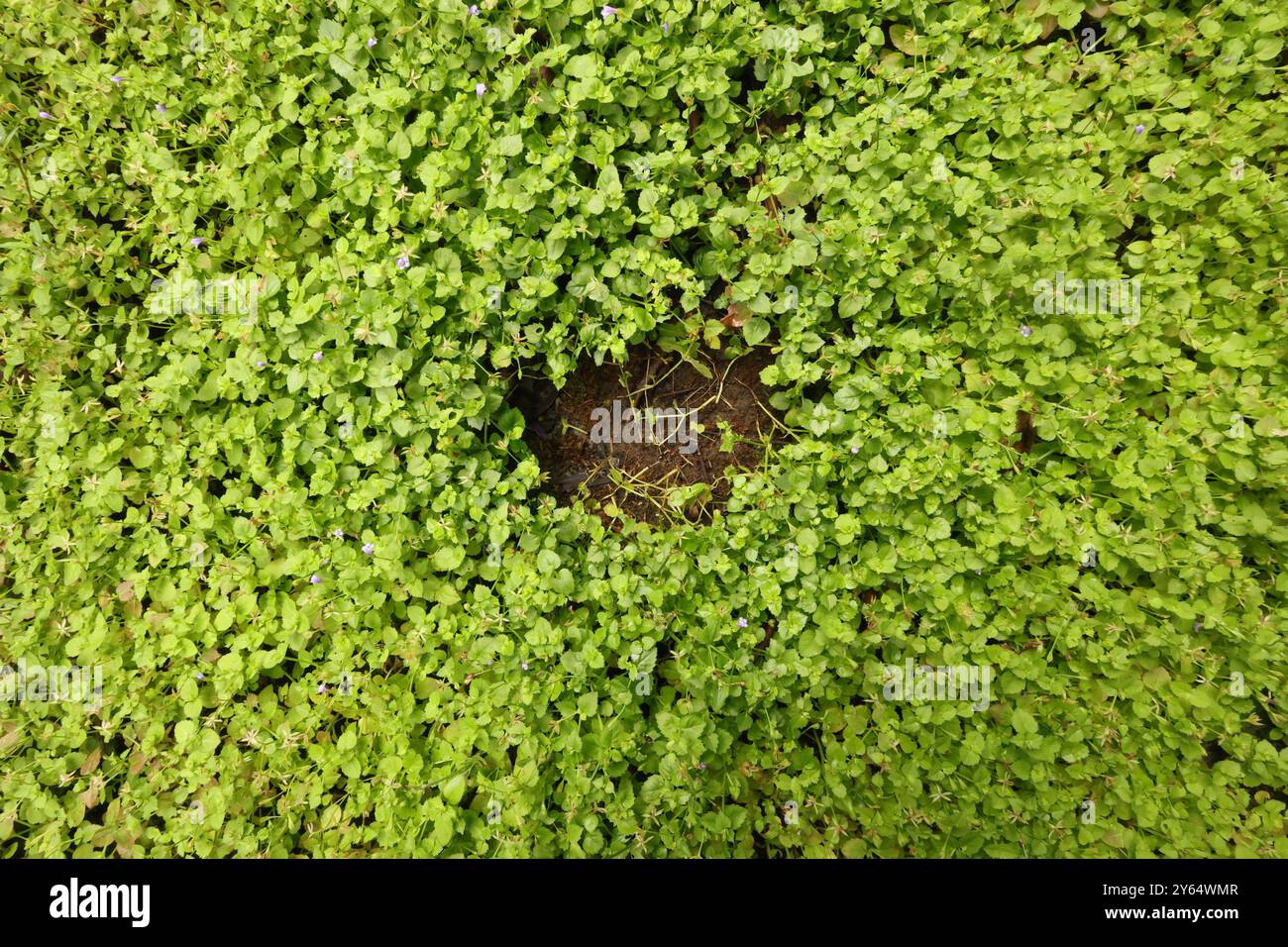 Découvrez la délicate Lindernia dubia, une charmante plante aquatique qui ajoute une touche d’élégance aux cours d’eau. #lindernia #naturephotography #nearwaterworld' Banque D'Images