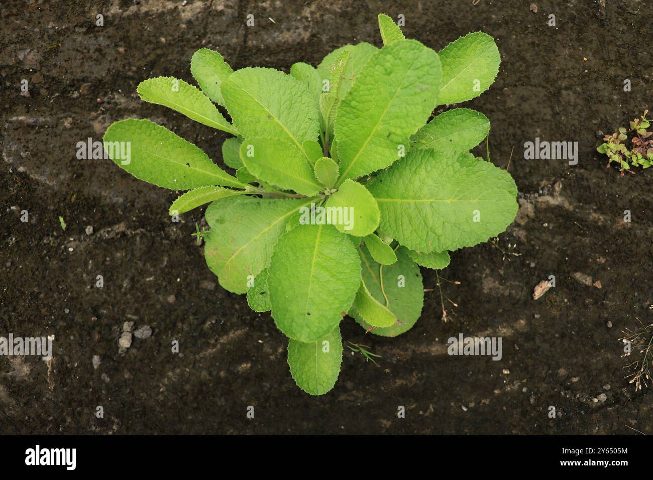 Lactuca Virosa, cette plante épineuse, souvent appelée laitue à opium, cache un secret apaisant. Ses feuilles sont récoltées et séchées pour faire des produits à base de plantes Banque D'Images