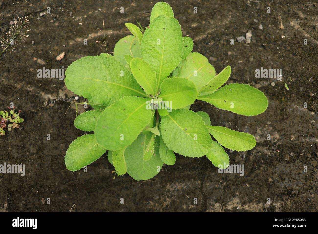 Lactuca Virosa, cette plante épineuse, souvent appelée laitue à opium, cache un secret apaisant. Ses feuilles sont récoltées et séchées pour faire des produits à base de plantes Banque D'Images