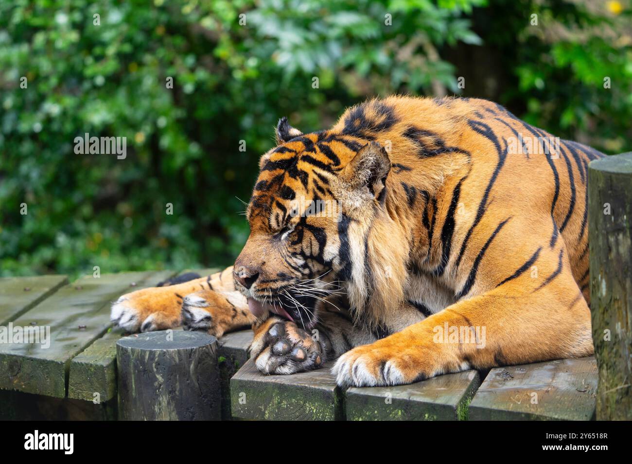 Gros plan d'un tigre de Sumatra isolé (Panthera tigris sumatrae) couché et léchant sa patte. Banque D'Images