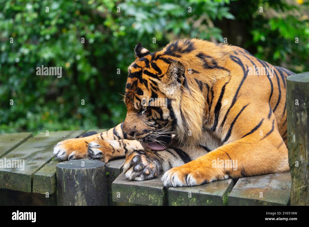Gros plan d'un tigre de Sumatra isolé (Panthera tigris sumatrae) couché et léchant sa patte. Banque D'Images