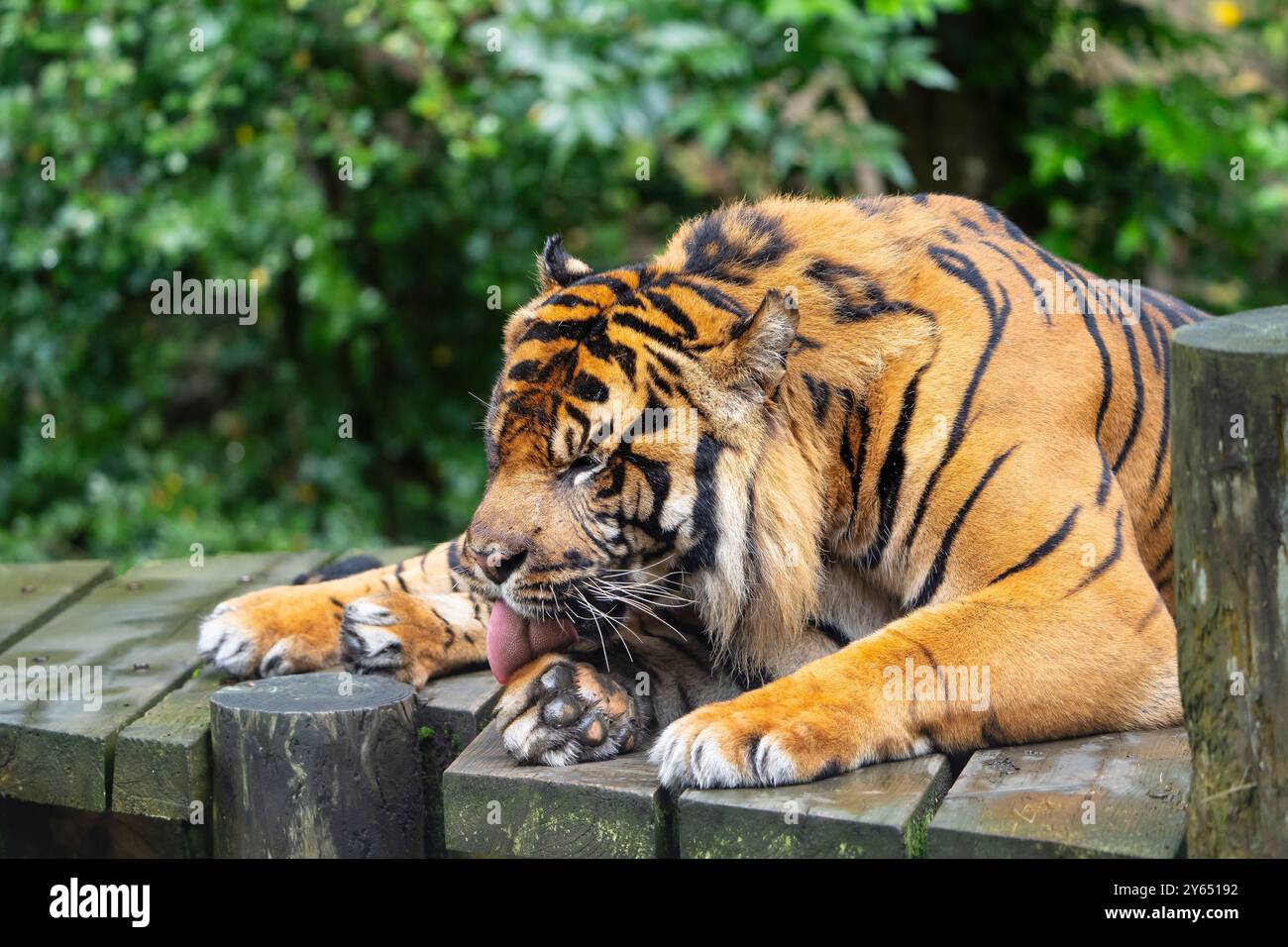 Gros plan d'un tigre de Sumatra isolé (Panthera tigris sumatrae) couché et léchant sa patte. Banque D'Images