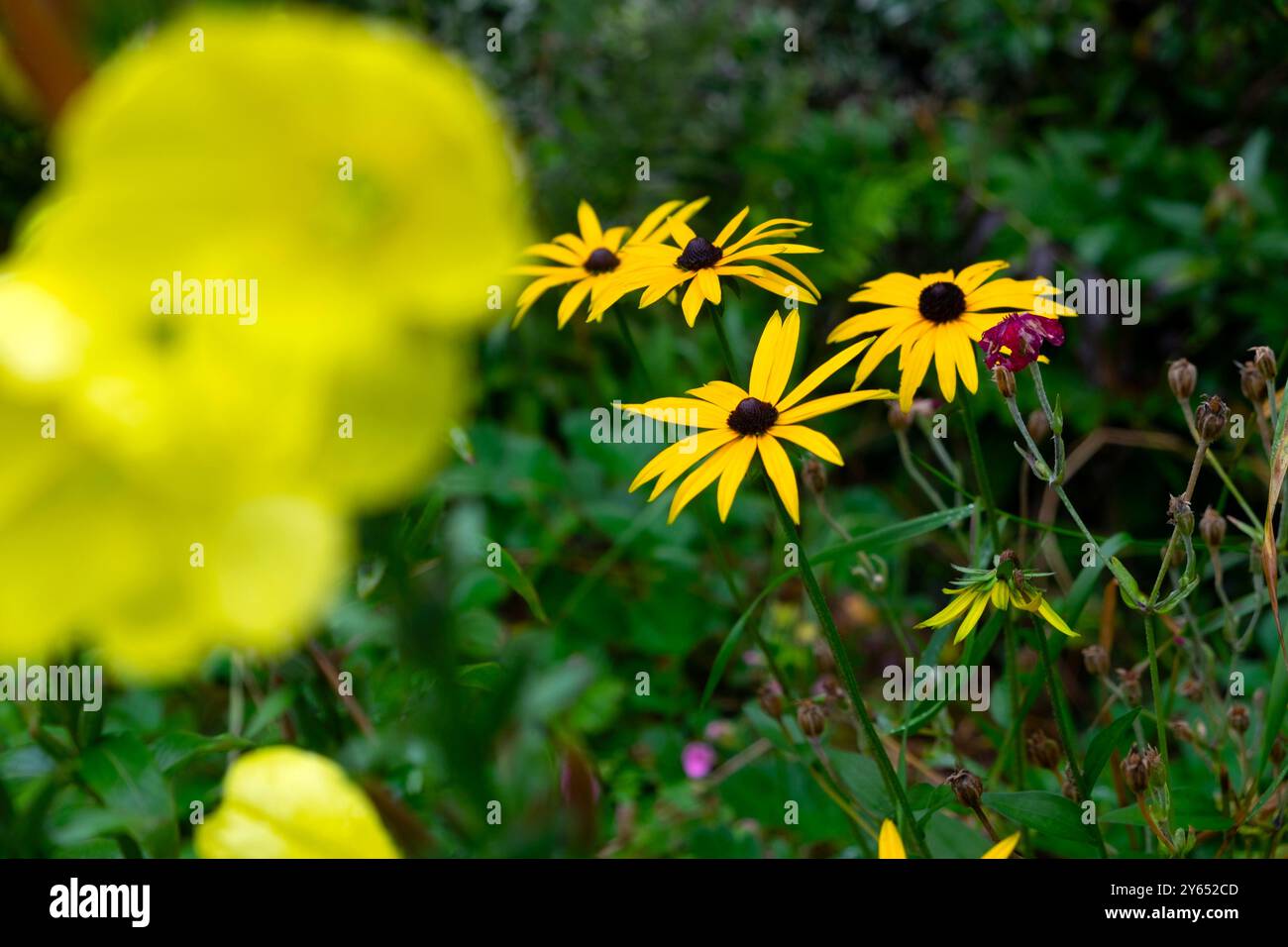 Jaune onagre et fleurs de rudbeckia poussant dans le jardin de septembre dans le Carmarthenshire pays de Galles UK KATHY DEWITT Banque D'Images