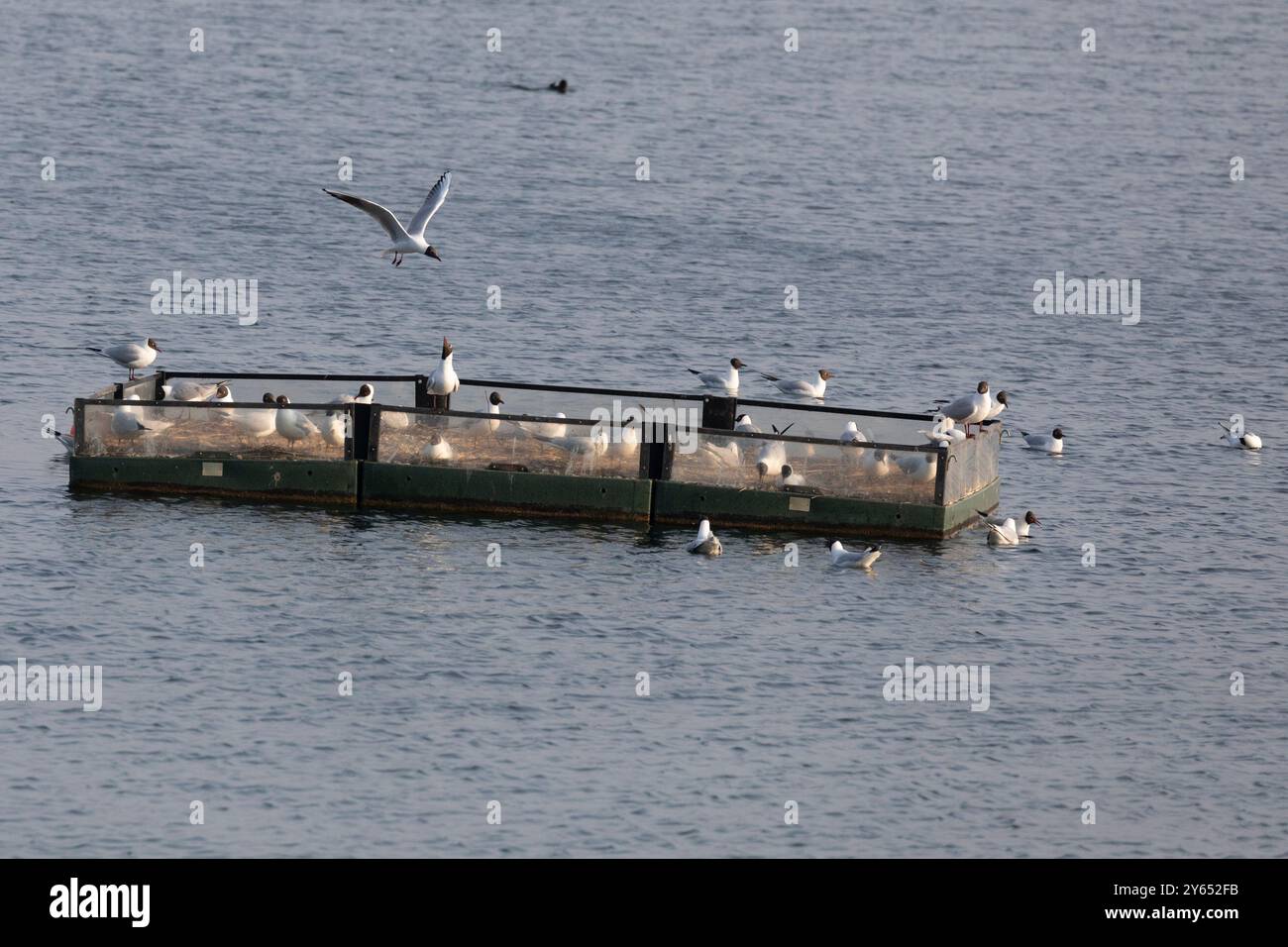 Mouette à tête noire Banque D'Images
