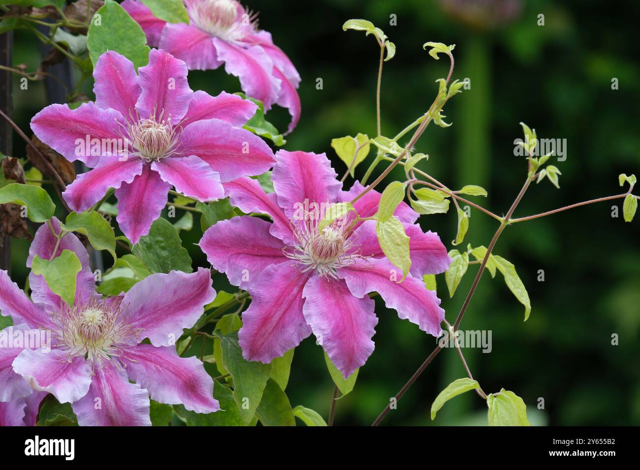 Clematis Doctor Ruppel, clématites précoces à grandes fleurs, grimpeur à feuilles caduques, fleurs rose pâle avec un large bar central rose rougeâtre profond, légèrement ondulé Banque D'Images