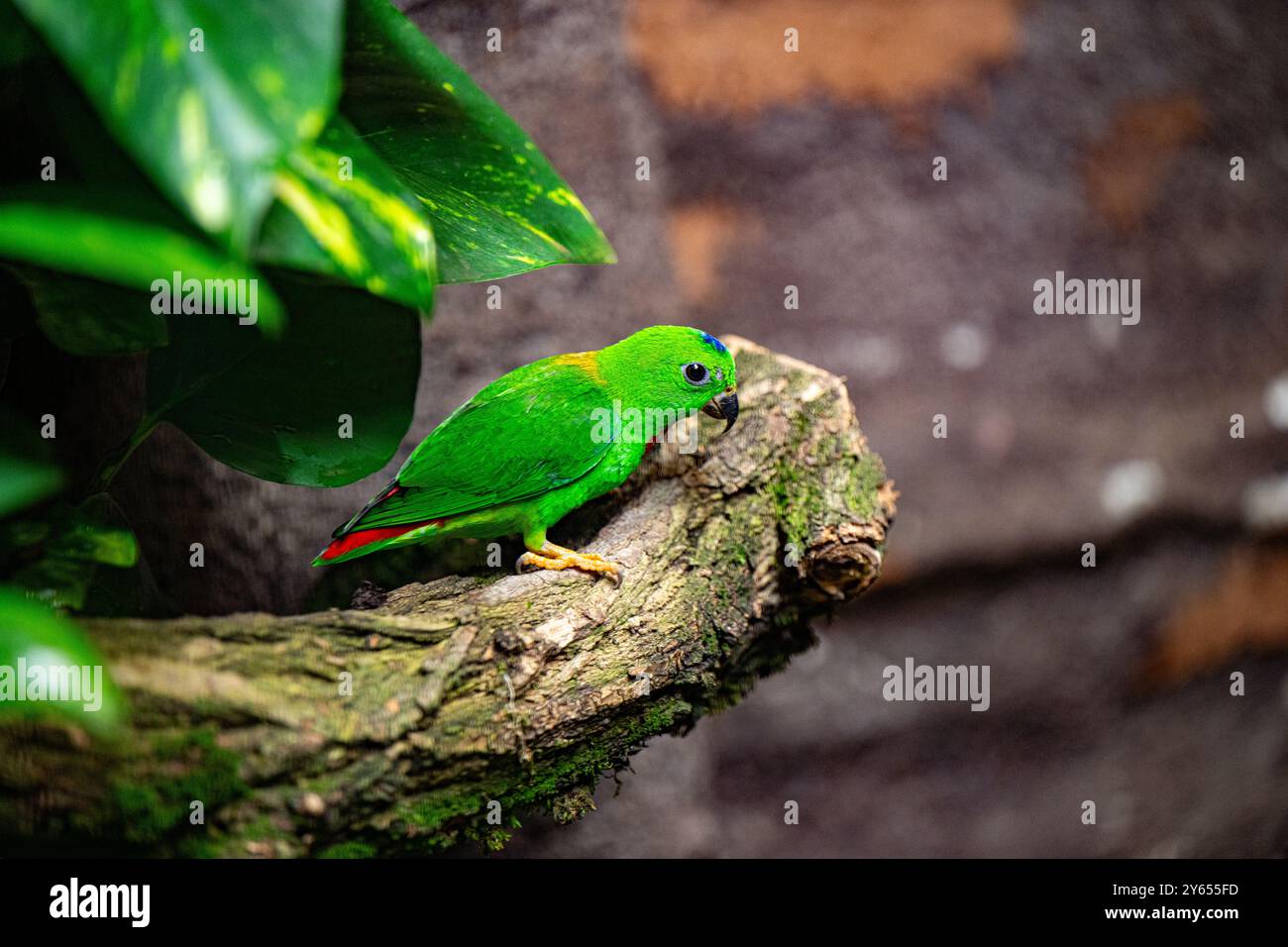 Motmot Hanging Parrot sur Branch Banque D'Images