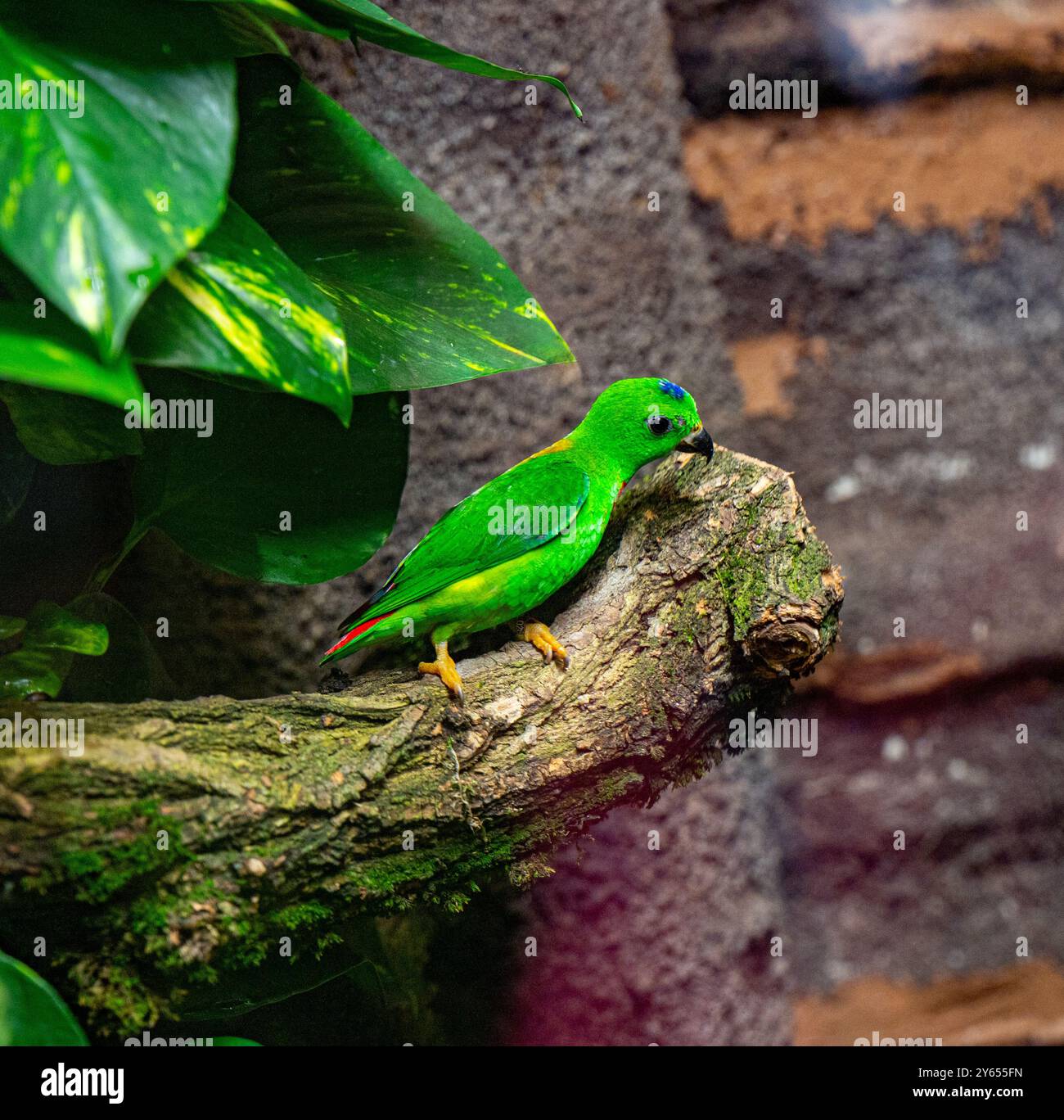 Motmot Hanging Parrot sur Branch Banque D'Images