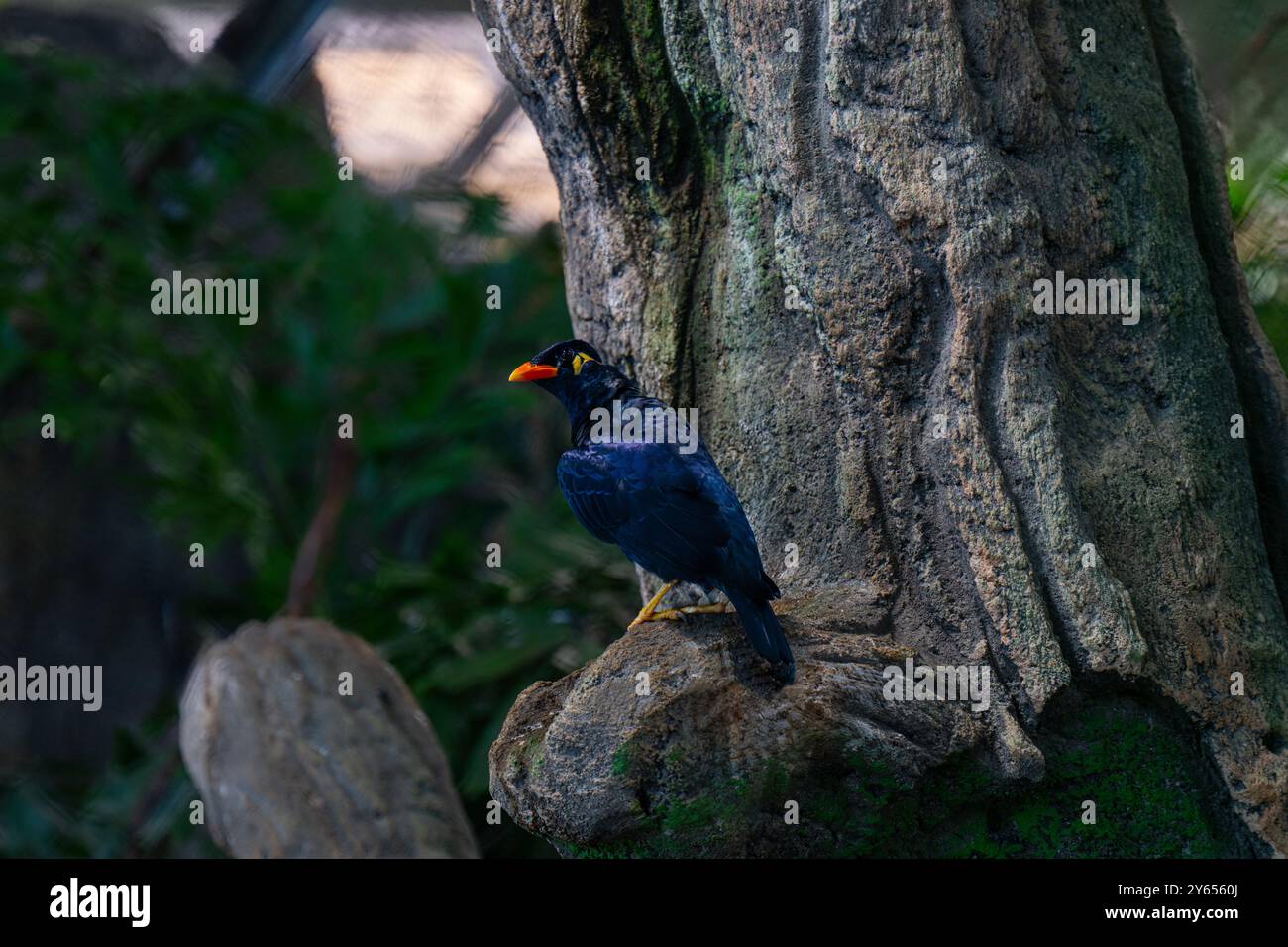 Commune colline Myna sur un arbre Banque D'Images