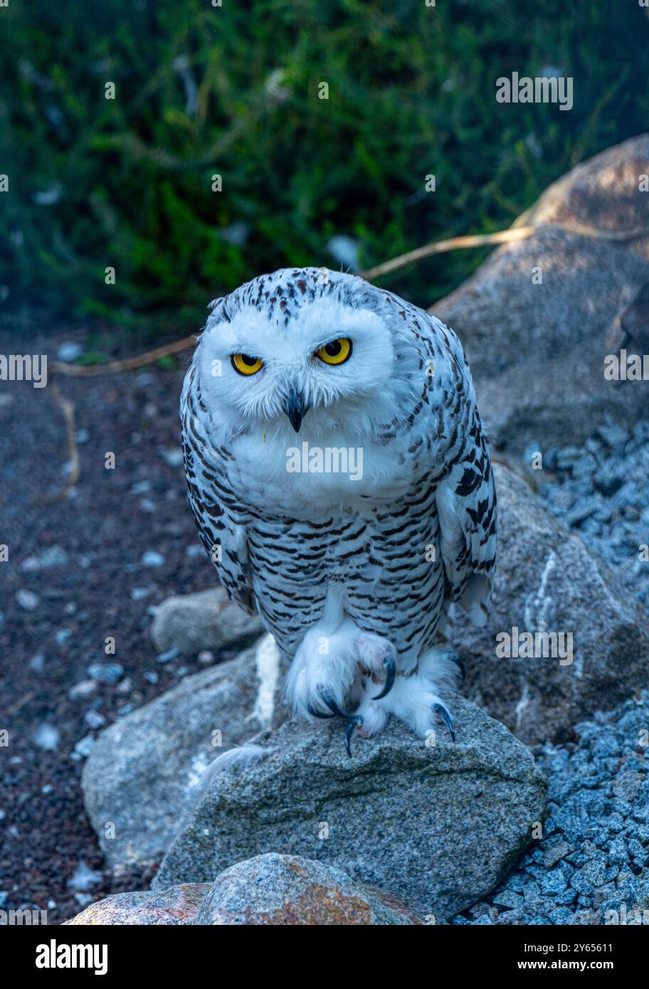 Le hibou enneigé, Bubo scandiacus Banque D'Images