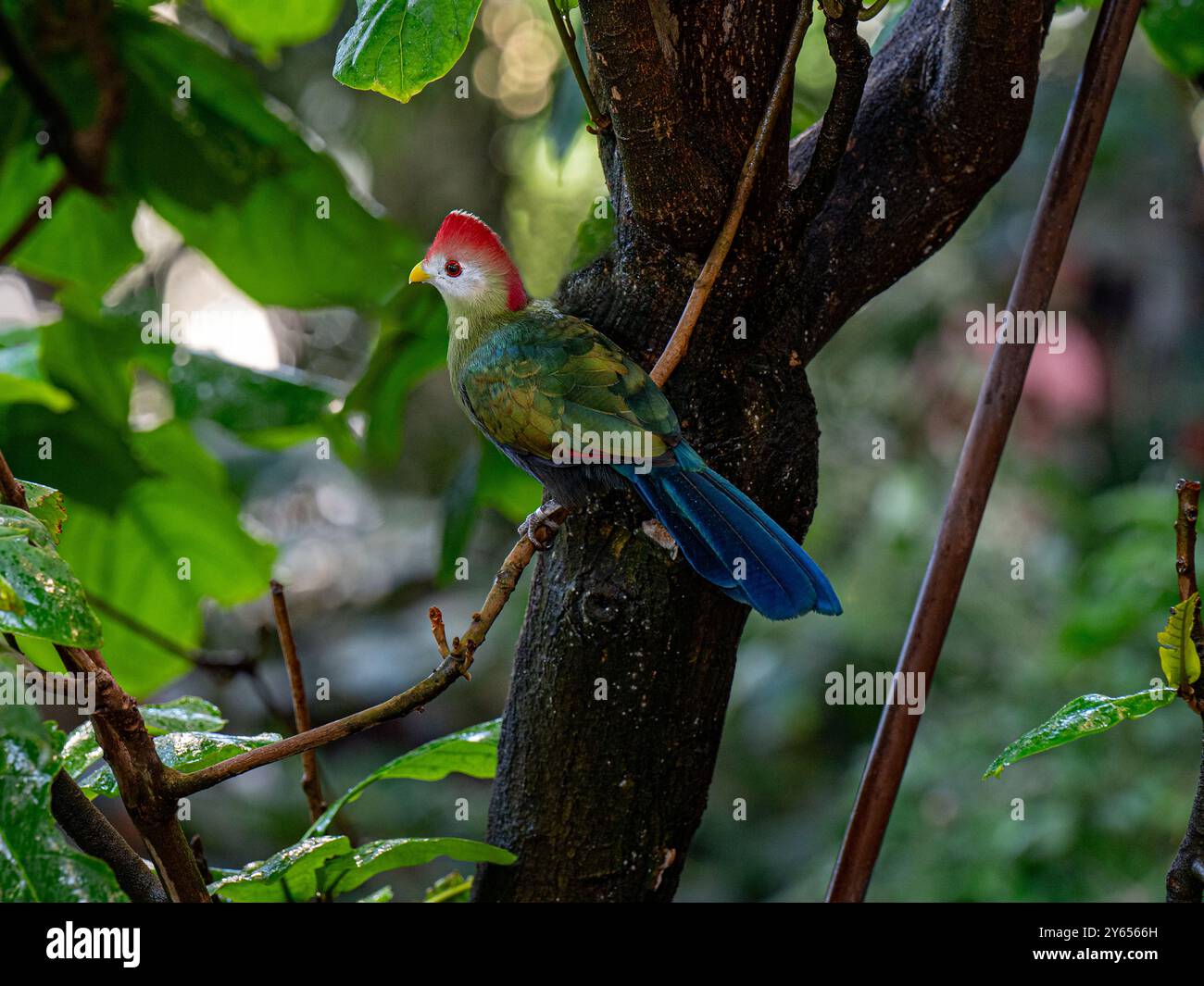 Turaco à crête rouge (Tauraco erythrolophus) Banque D'Images