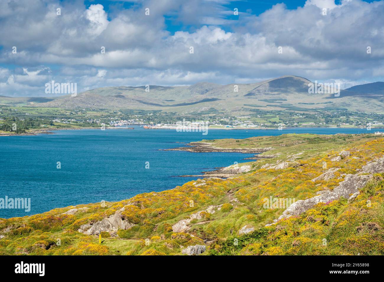 Regardant à travers Berehaven de l'île de Bere vers le port de pêche de Castletownbere, avec une abondante gorse naine indigène en fleurs au premier plan Banque D'Images