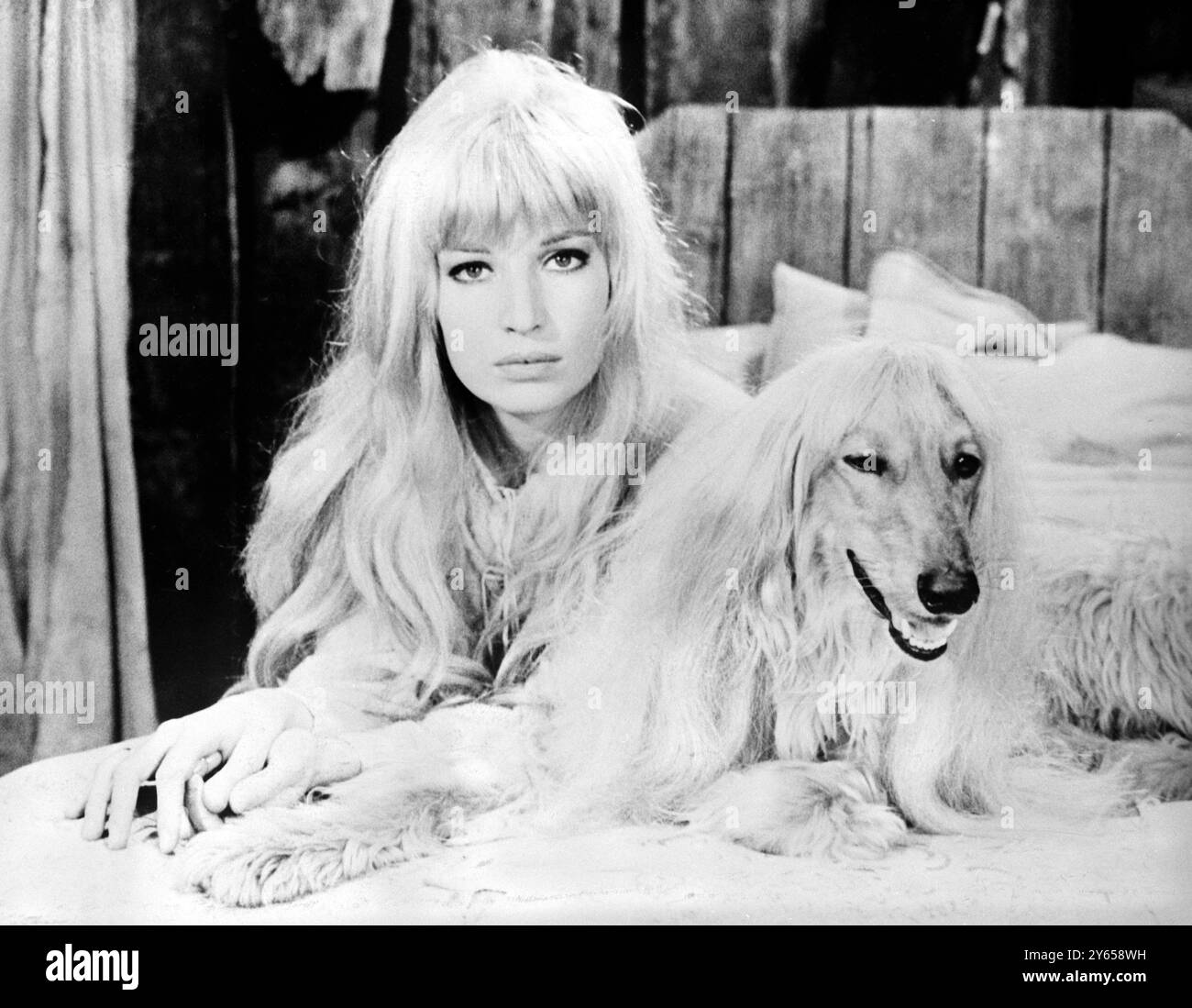 Monica Vitti et son look semblable chien ... qui est l'une des armes qu'elle utilise pour refroidir un marié viril à sang chaud pour trois nuits d'abstinence - un rituel moyen âge connu sous le nom de nuits de Tobias . L'acteur américain Tony Curtis est l'ardent marié et le film est Seven Arts' funfest on My Way to the Croisades , j'ai rencontré une fille qui ... 21 mars 1967 Banque D'Images