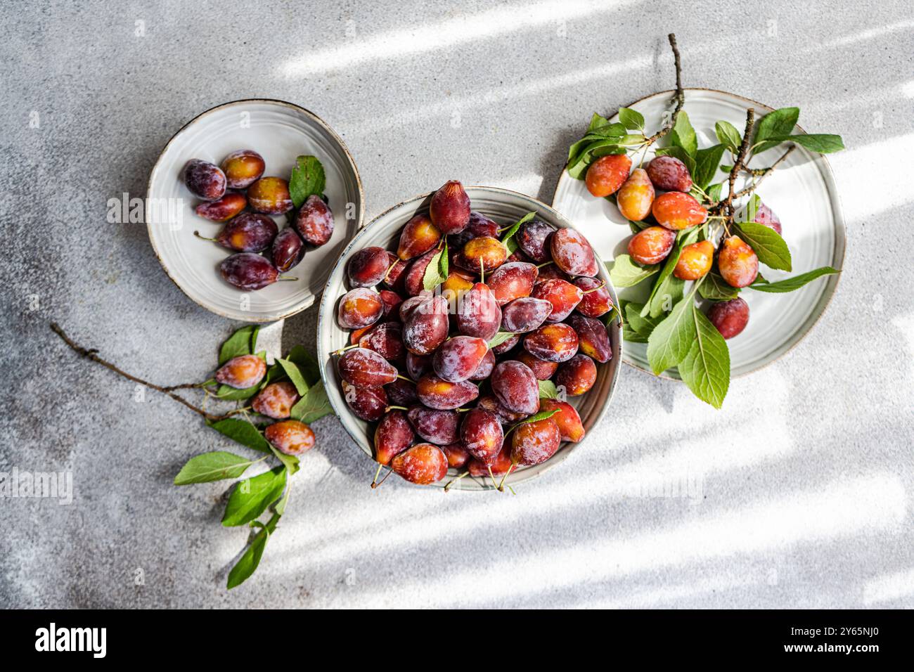 Vue de dessus de prunes biologiques mûres fraîchement cueillies dans le verger, exposées dans divers bols à côté des feuilles et des branches, sur une surface grise texturée, Banque D'Images
