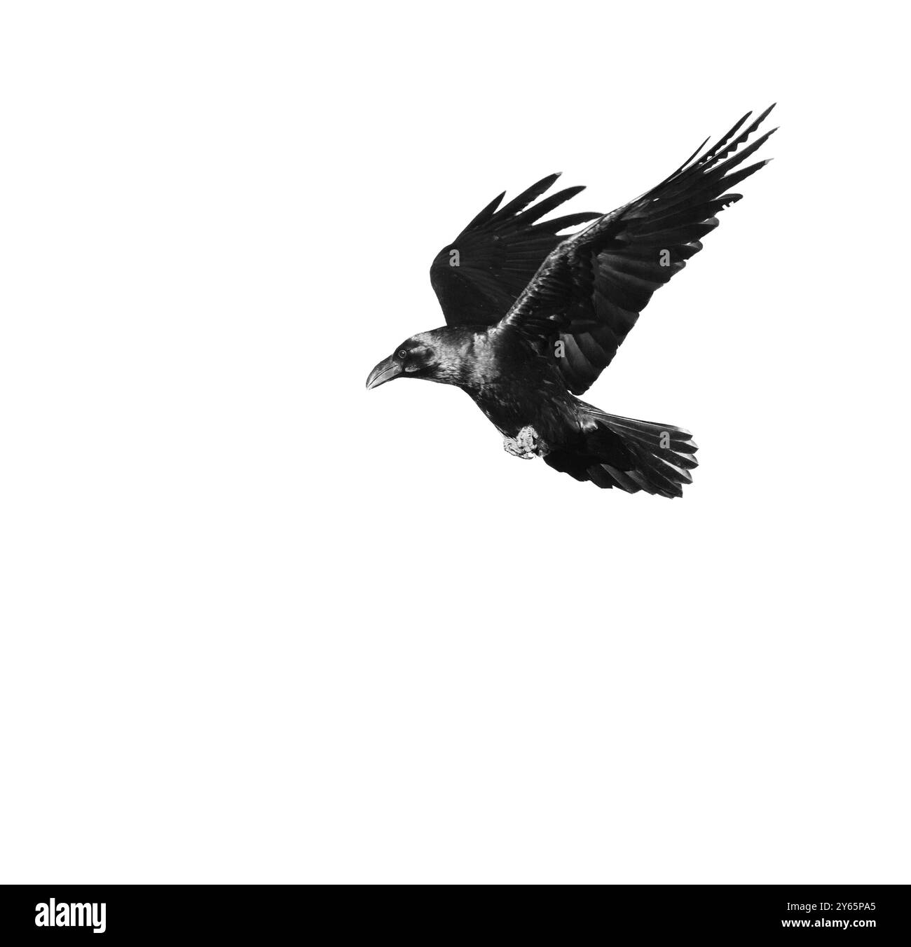 Une image dramatique montrant un corbeau, corvus corax, en plein vol, présentée dans un format noir et blanc, mettant en valeur chaque plume et capture Banque D'Images