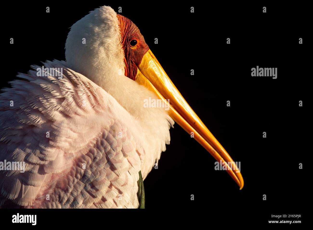 Gros plan détaillé d'une cigogne à bec jaune, magnifiquement illuminée sur un fond sombre, mettant en valeur son bec jaune éclatant et son blanc délicat Banque D'Images