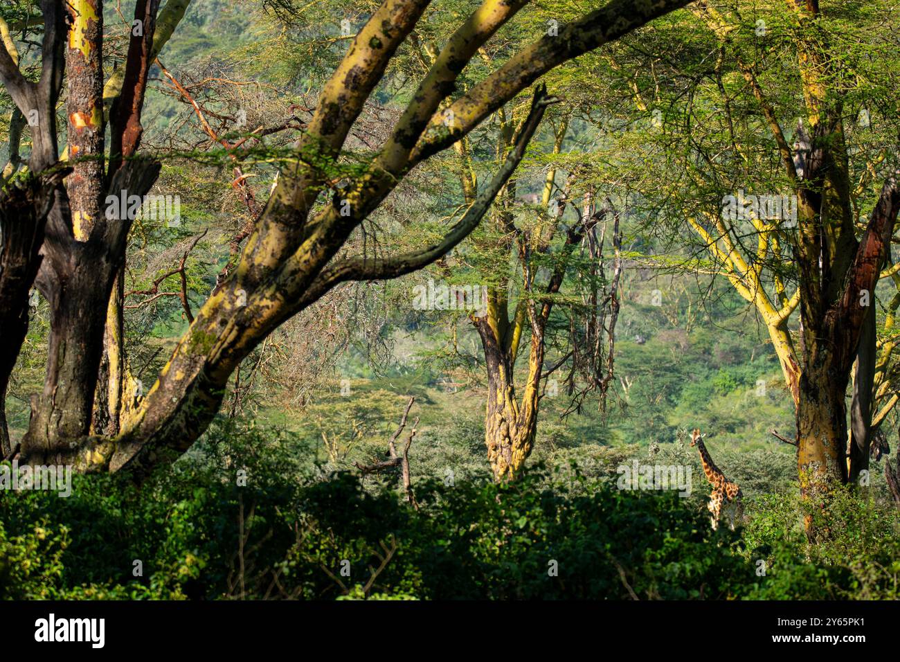 Une scène sereine capturant une girafe naviguant gracieusement à travers les broussailles denses et verdoyantes de la forêt de Nakuru, au Kenya, la lumière du soleil mouchetée filtrant Banque D'Images