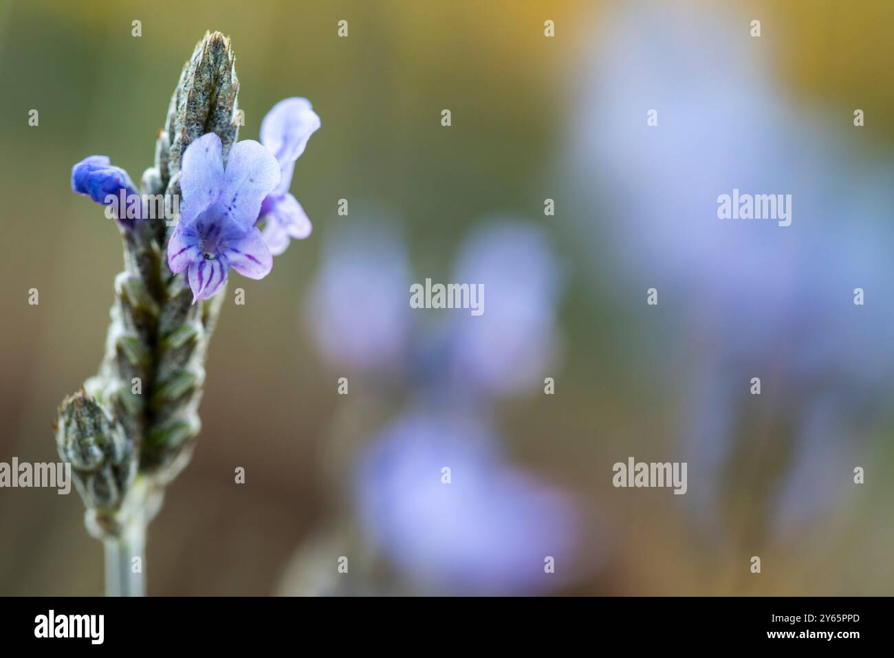 Photo macro capturant les détails délicats d'une fleur de lavande avec un arrière-plan subtilement flou mettant en valeur les couleurs violettes éclatantes. Banque D'Images