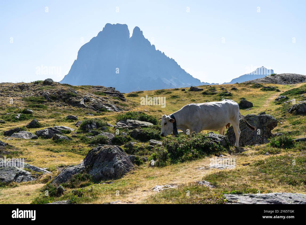 Une vache sereine paissant sur un pré ensoleillé avec le majestueux pic du midi d'Ossau en arrière-plan dans les Lacs d'Ayous, Pyrénées françaises. Banque D'Images