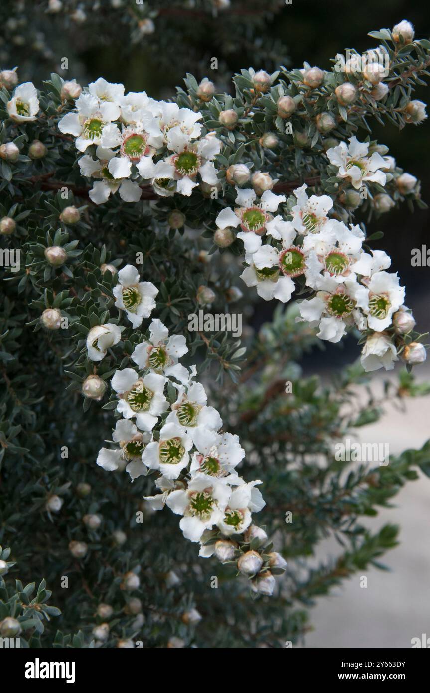 Réserve de zones humides sous le RACV Resort à Inverloch Banque D'Images