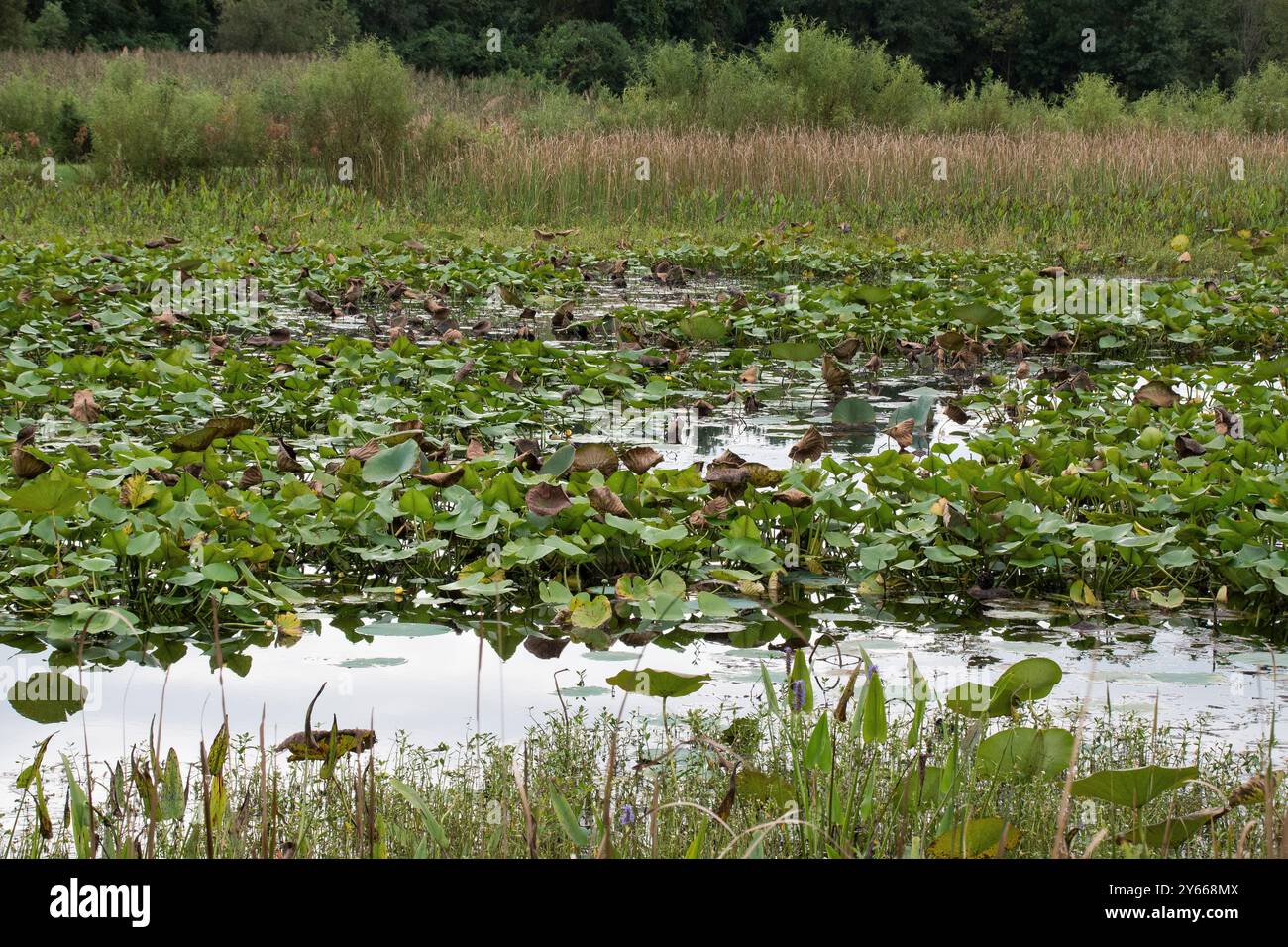 Une abondance de Lilly Pads couvre une partie de la surface de l'eau dans les zones humides du Jack Smith Creek à New Bern, en Caroline du Nord Banque D'Images