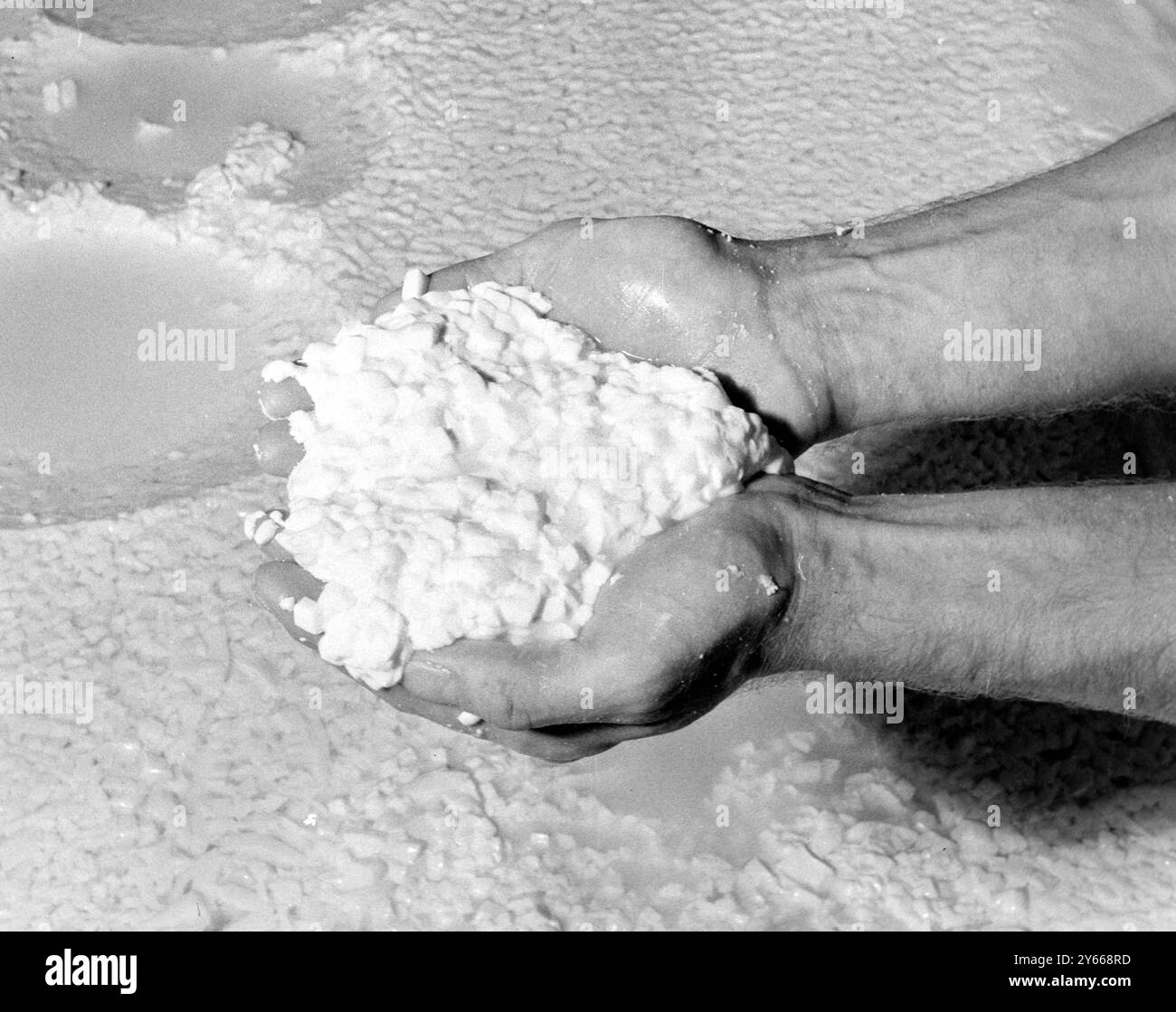 Colston Bassett and District Dairies Ltdfabrication de fromage - fromagerie Stilton à Colston Bassett , tenant le caillé le 17 septembre 1962 Banque D'Images