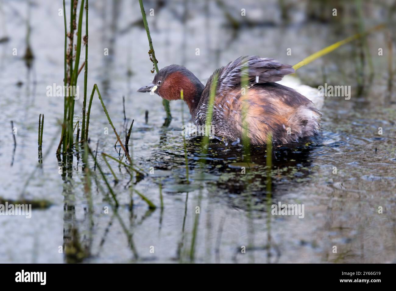 Petit grebe sur un petit étang, secouant les plumes. Vue rapprochée du côté et de l'arrière. Pologne en été Banque D'Images