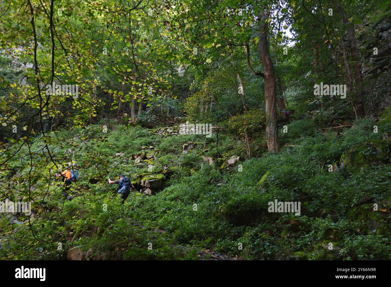 Thale 20.09.2024, Thale, Hexentanzplatz Heidnische Kultstaette mit Statuen von Hexen und Daemonen - Gesteinsformationen und Baeume am Wanderweg vom Hexentanzplatz zum Gasthaus Koenigsruhe - Wanderer sind unterwegs nach Gasoben *** Thale 20 09 2024, Thale, Hexentanzplatz site culte Pagan avec des statues des statues de leurs roches et des roches de randonnée sur le chemin des roches de roches de la roches de la roches de la roches de la roches de la rocheuses Banque D'Images