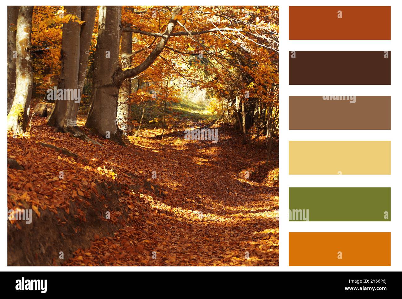 Nuances de l'automne. Beau paysage d'automne et palette de couleurs assorties Banque D'Images