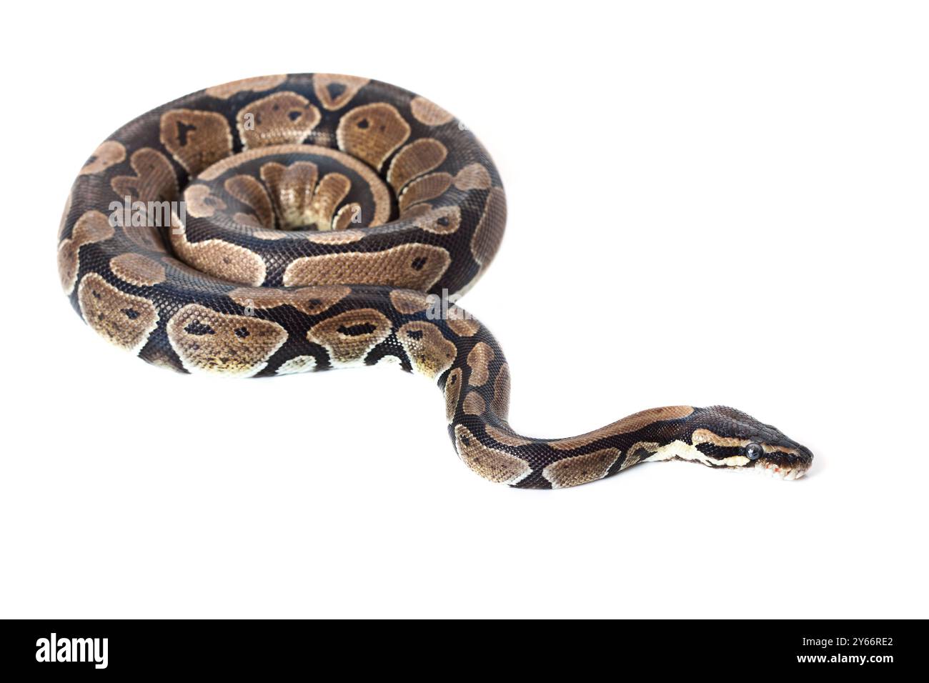 Royal Python, ou Ball Python en studio sur fond blanc. Banque D'Images