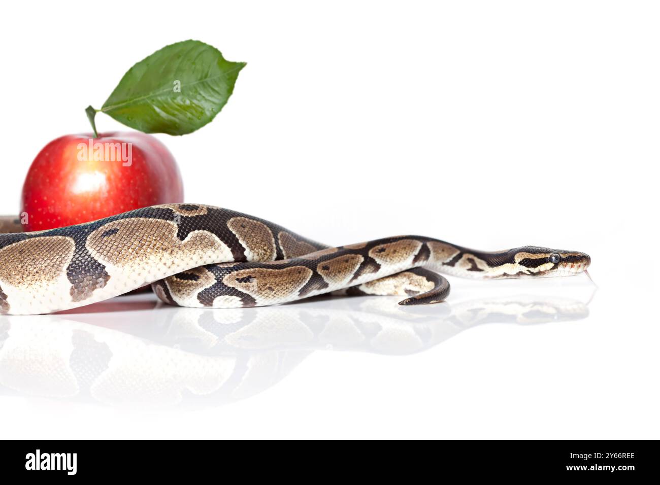 Royal Python avec pomme rouge sur fond blanc Banque D'Images
