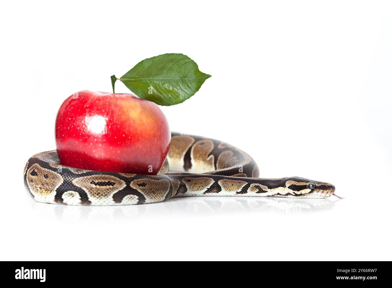 Royal Python avec pomme rouge sur fond blanc Banque D'Images