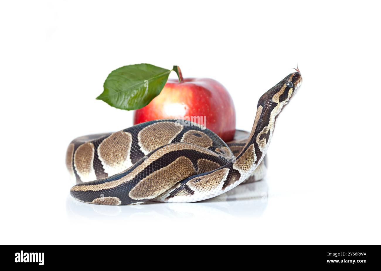 Royal Python avec pomme rouge isolé sur fond blanc Banque D'Images