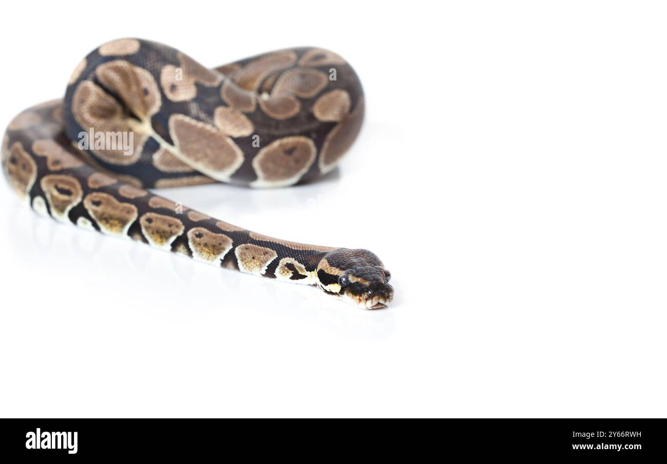 Royal Python en studio sur fond blanc Banque D'Images