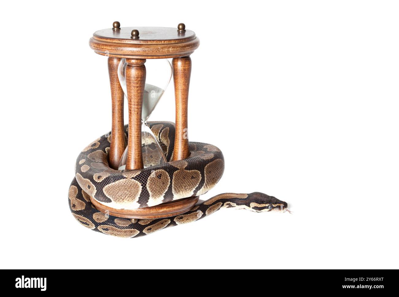 Royal Python avec sablier sur fond blanc Banque D'Images