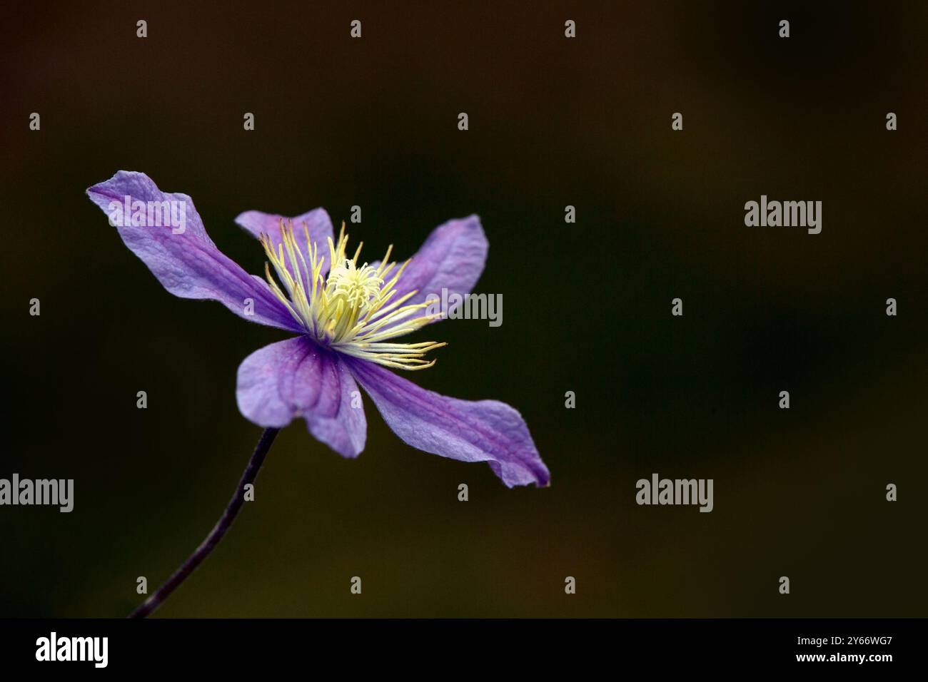 Gros plan d'une seule fleur de Clematis 'Arabella' sur fond sombre Banque D'Images