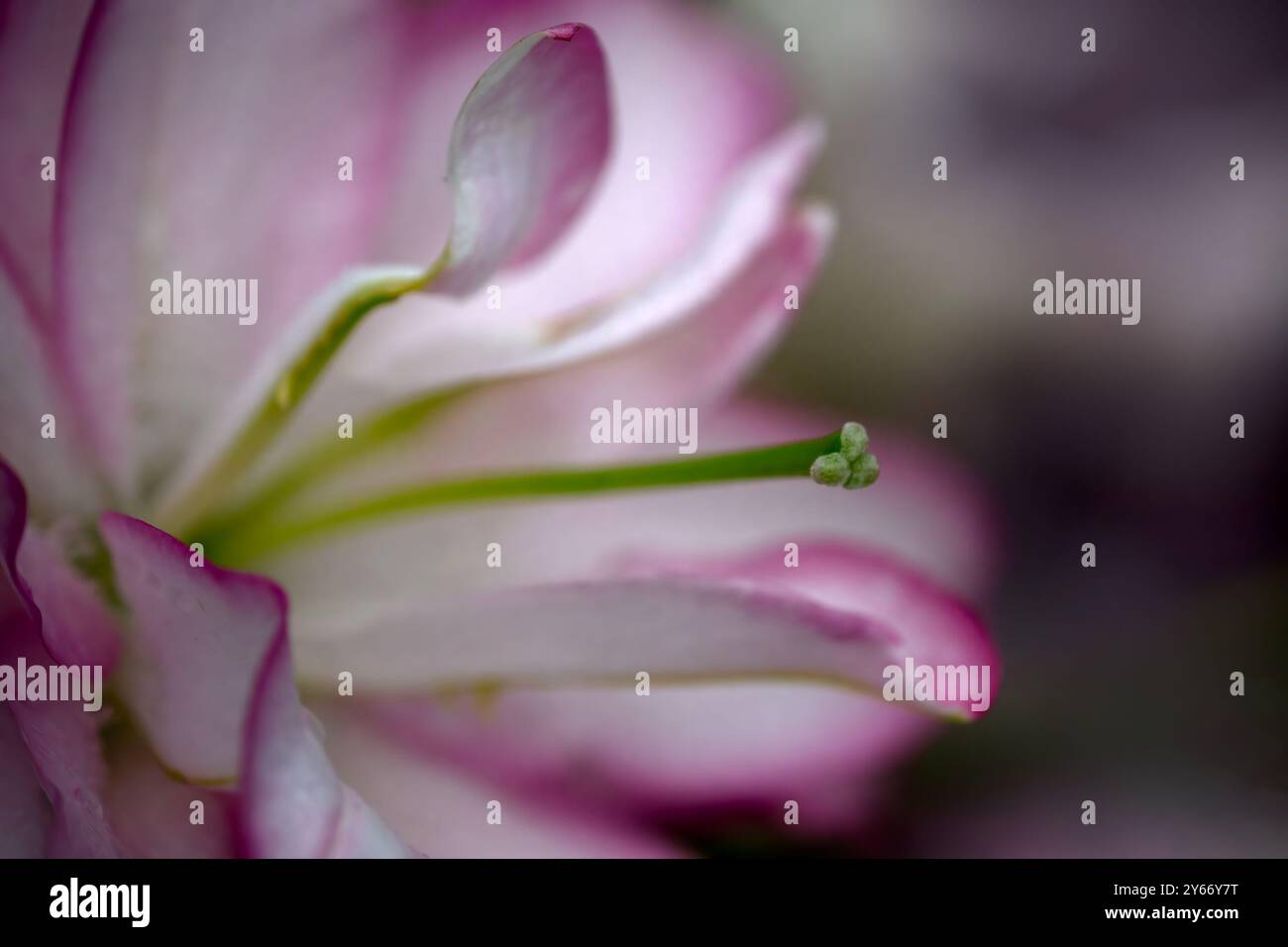 Gros plan de fleur de Lily (Lilium Roselily Anouska) Banque D'Images