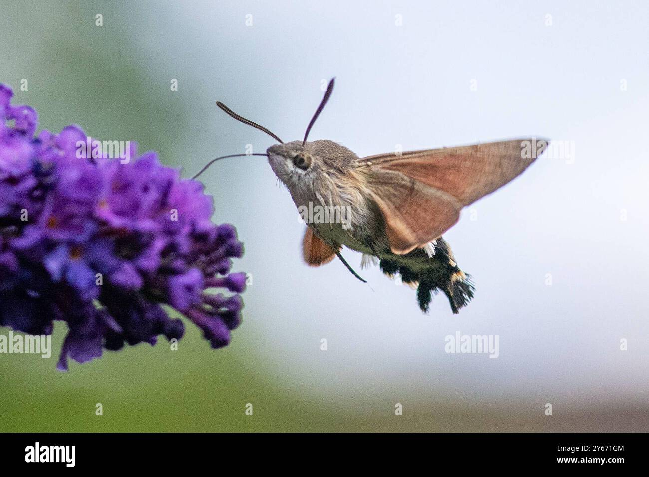 Taubenschwaenzchen Der Kolibri, der ein Schmetterling ist. IM Schwirrflug steuern Taubenschwänzchen auf einem Schmetterlingsflieder an, WO er Blüten mit tiefem Kelch aussaugt mit seinem gut drei Zentimeter langen Saugrüssels. Bayern Allemagne Allgäu *** colibri à queue de pigeon le colibri qui est un papillon en vol bourdonnement, colibri à queue de pigeon tête pour un buisson de papillon, où ils sucent des fleurs avec un calice profond avec leur proboscis de trois centimètres de long Bavaria Allemagne Allgäu Banque D'Images