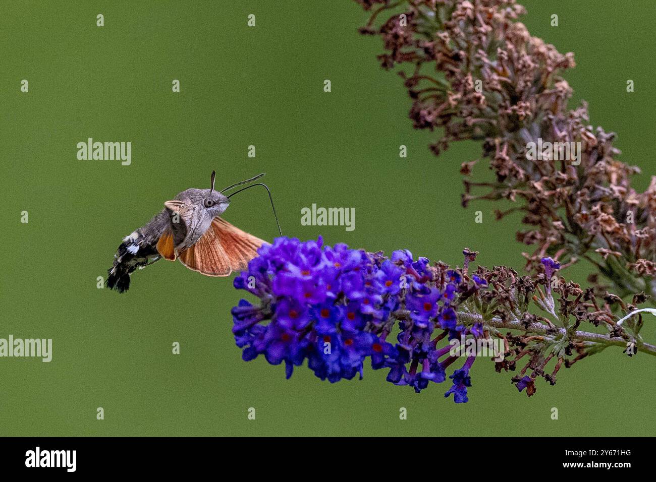 Taubenschwaenzchen Der Kolibri, der ein Schmetterling ist. IM Schwirrflug steuern Taubenschwänzchen auf einem Schmetterlingsflieder an, WO er Blüten mit tiefem Kelch aussaugt mit seinem gut drei Zentimeter langen Saugrüssels. Bayern Allemagne Allgäu *** colibri à queue de pigeon le colibri qui est un papillon en vol bourdonnement, colibri à queue de pigeon tête pour un buisson de papillon, où ils sucent des fleurs avec un calice profond avec leur proboscis de trois centimètres de long Bavaria Allemagne Allgäu Banque D'Images