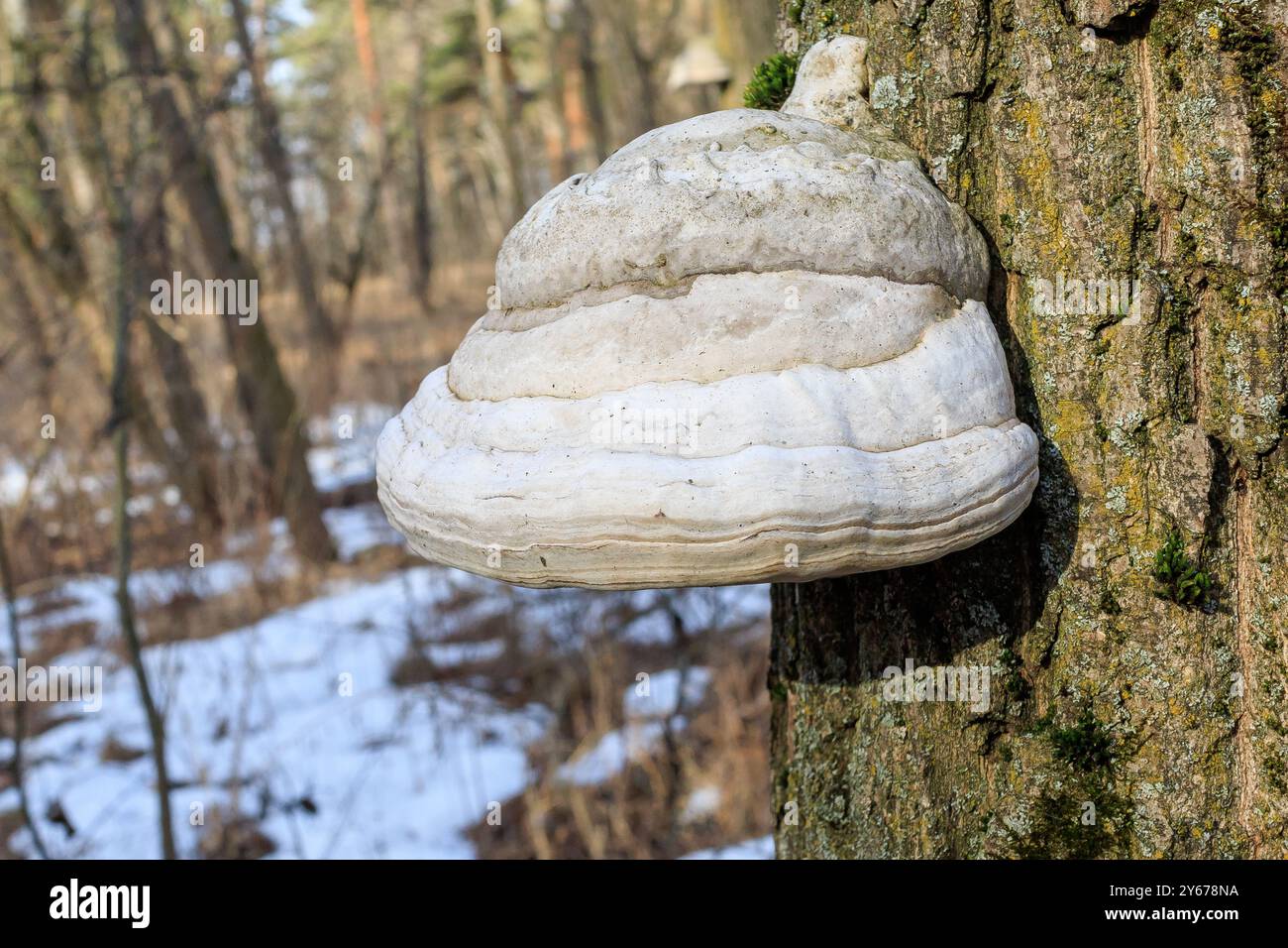 Champignon Agarikon parasite sur un tronc d'arbre. Banque D'Images